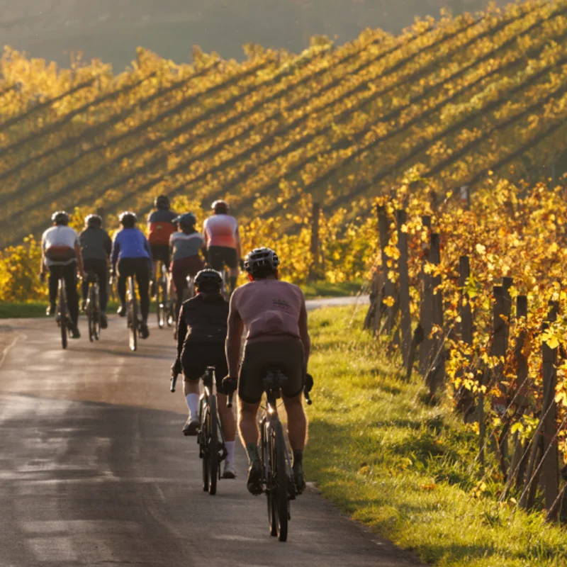 Graveln in den Weinbergen im Herbst